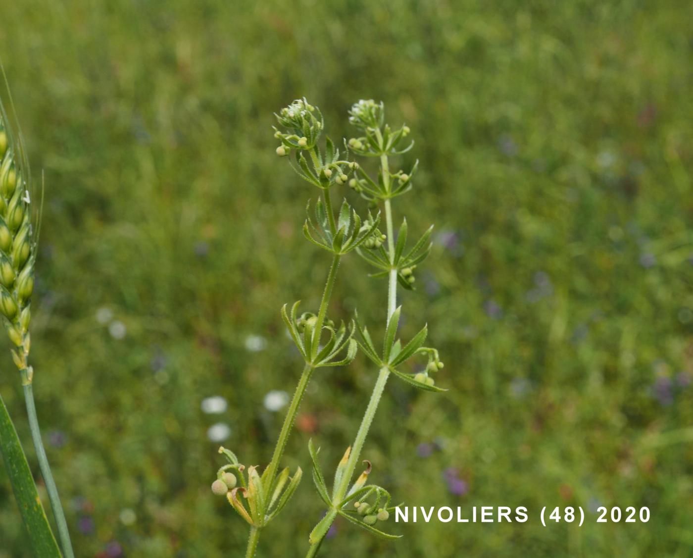 Bedstraw, Corn plant